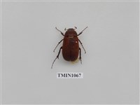 藏品(軟毛褐金龜)的圖片